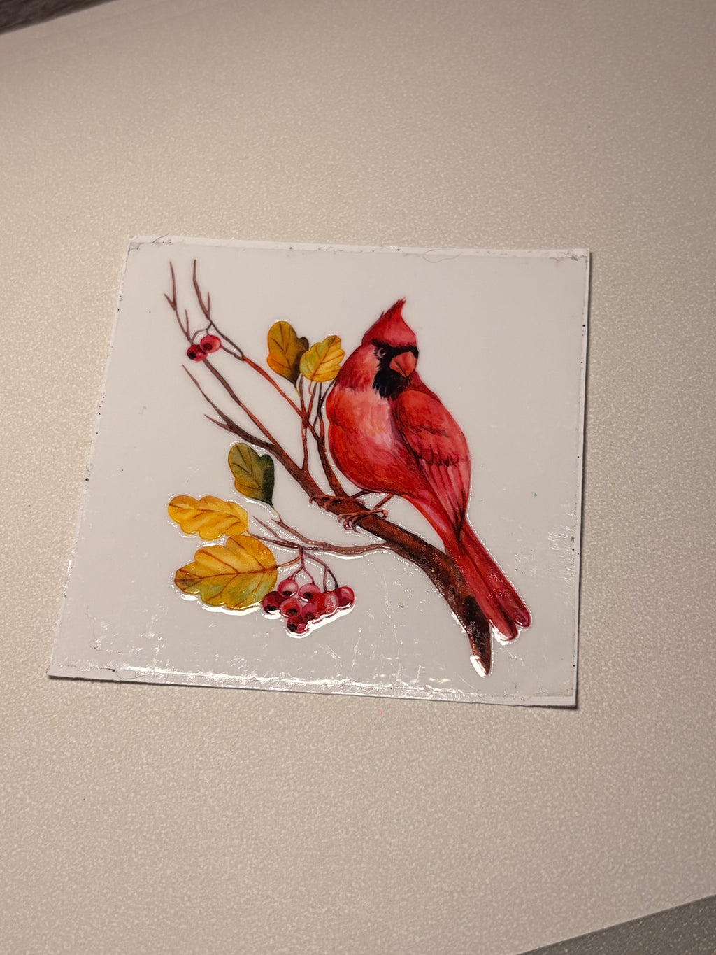 Animal/insect wraps🌵.