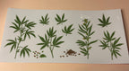 420 decal/wrap (new drop)🚨