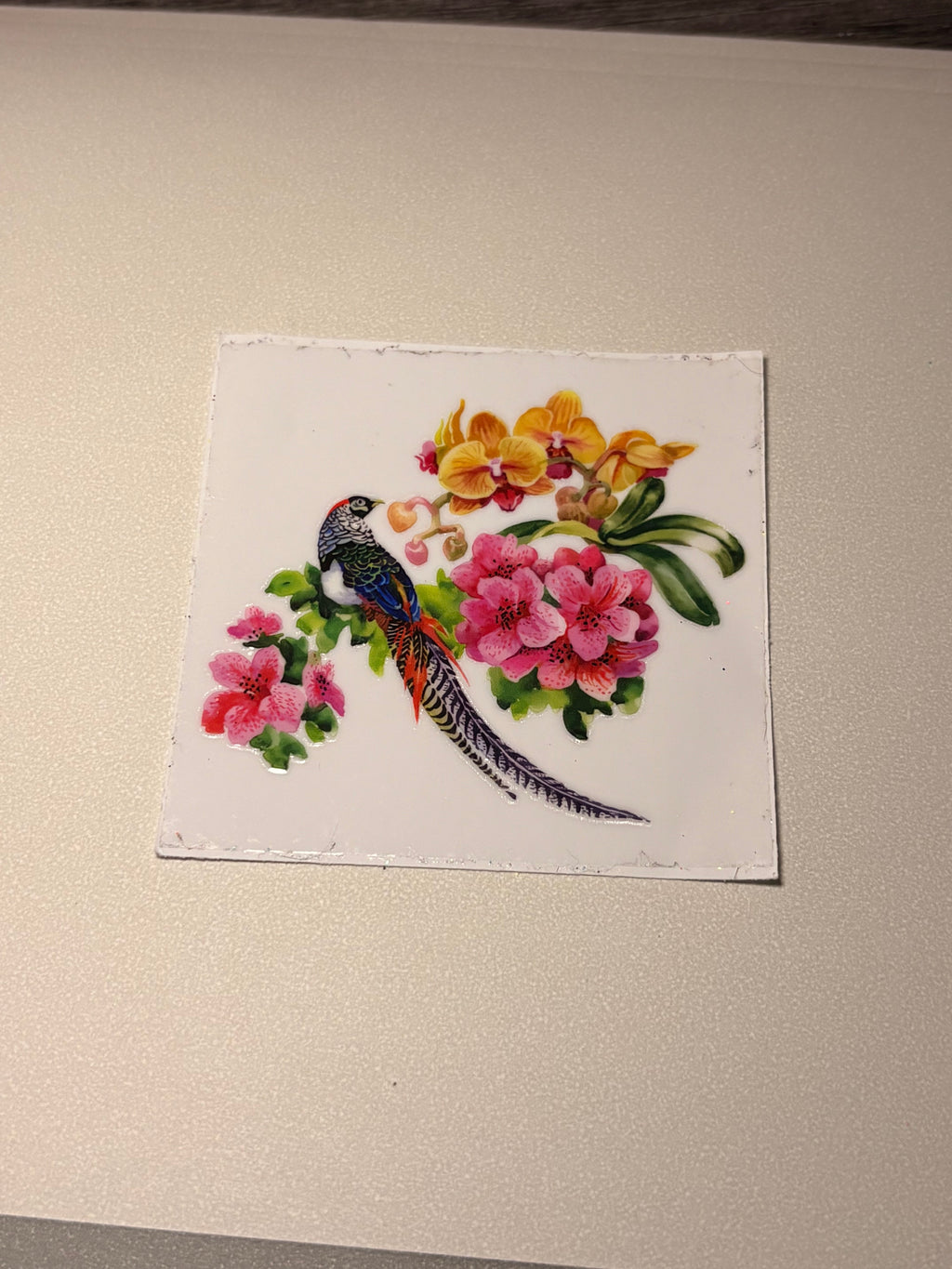 Animal/insect wraps🌵.