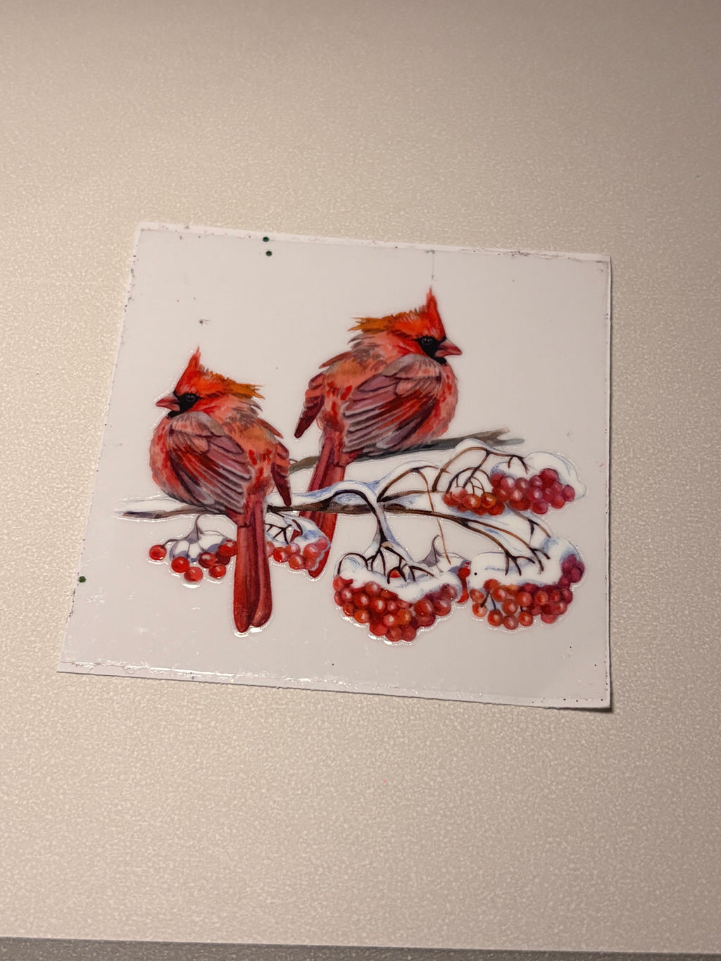 Animal/insect wraps🌵.