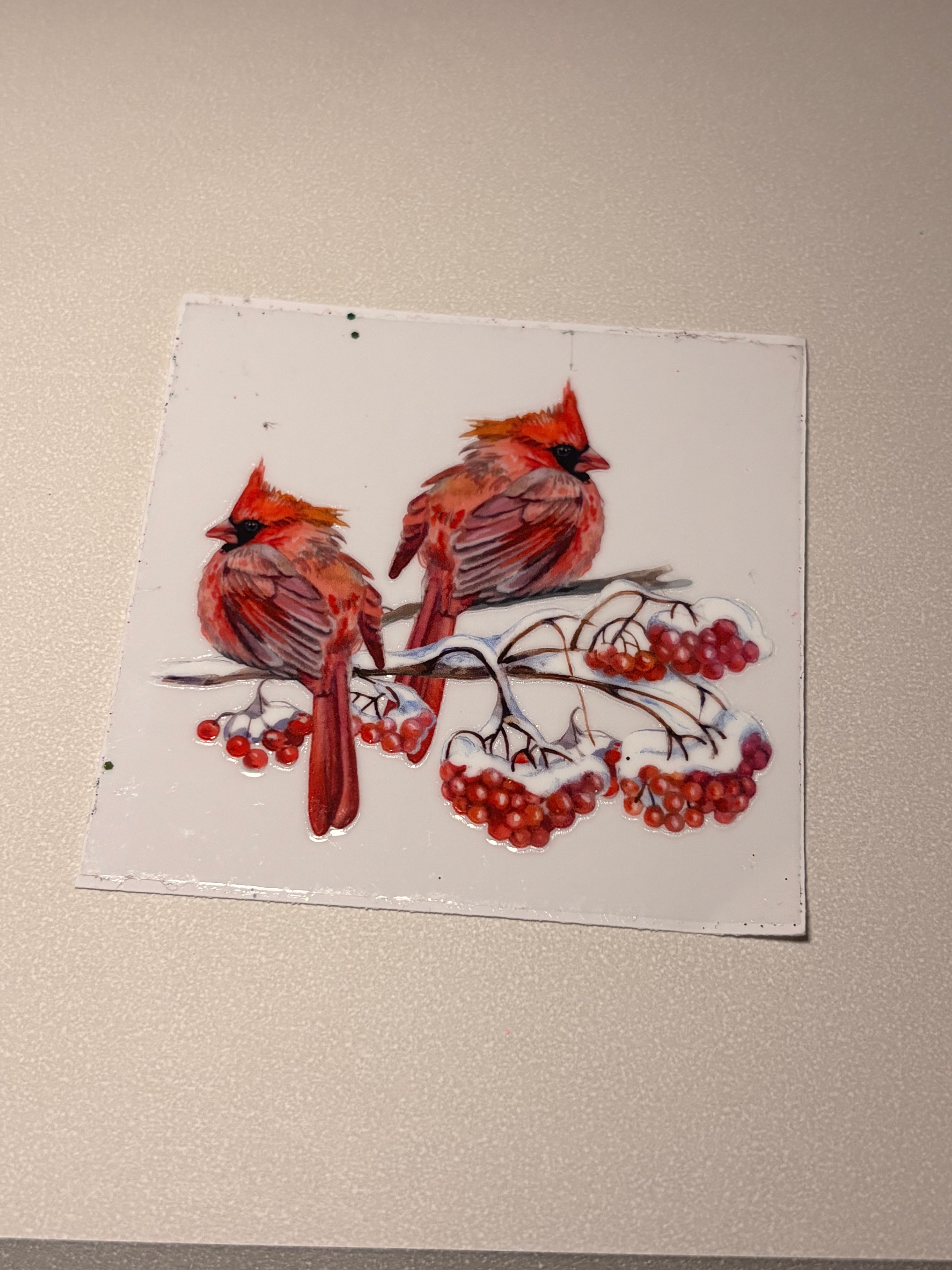 Animal/insect wraps🌵.